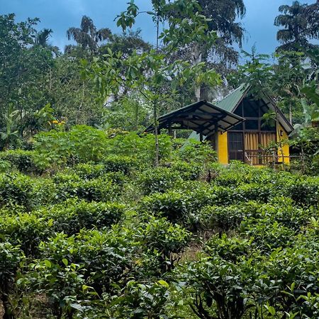 Rainforest Cabin Hotel Deniyaya Buitenkant foto