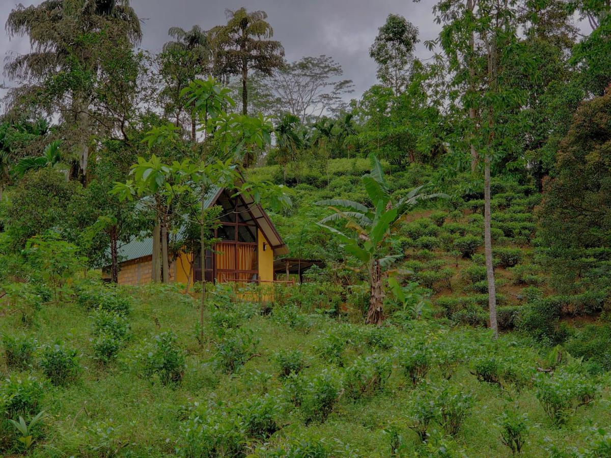 Rainforest Cabin Hotel Deniyaya Buitenkant foto