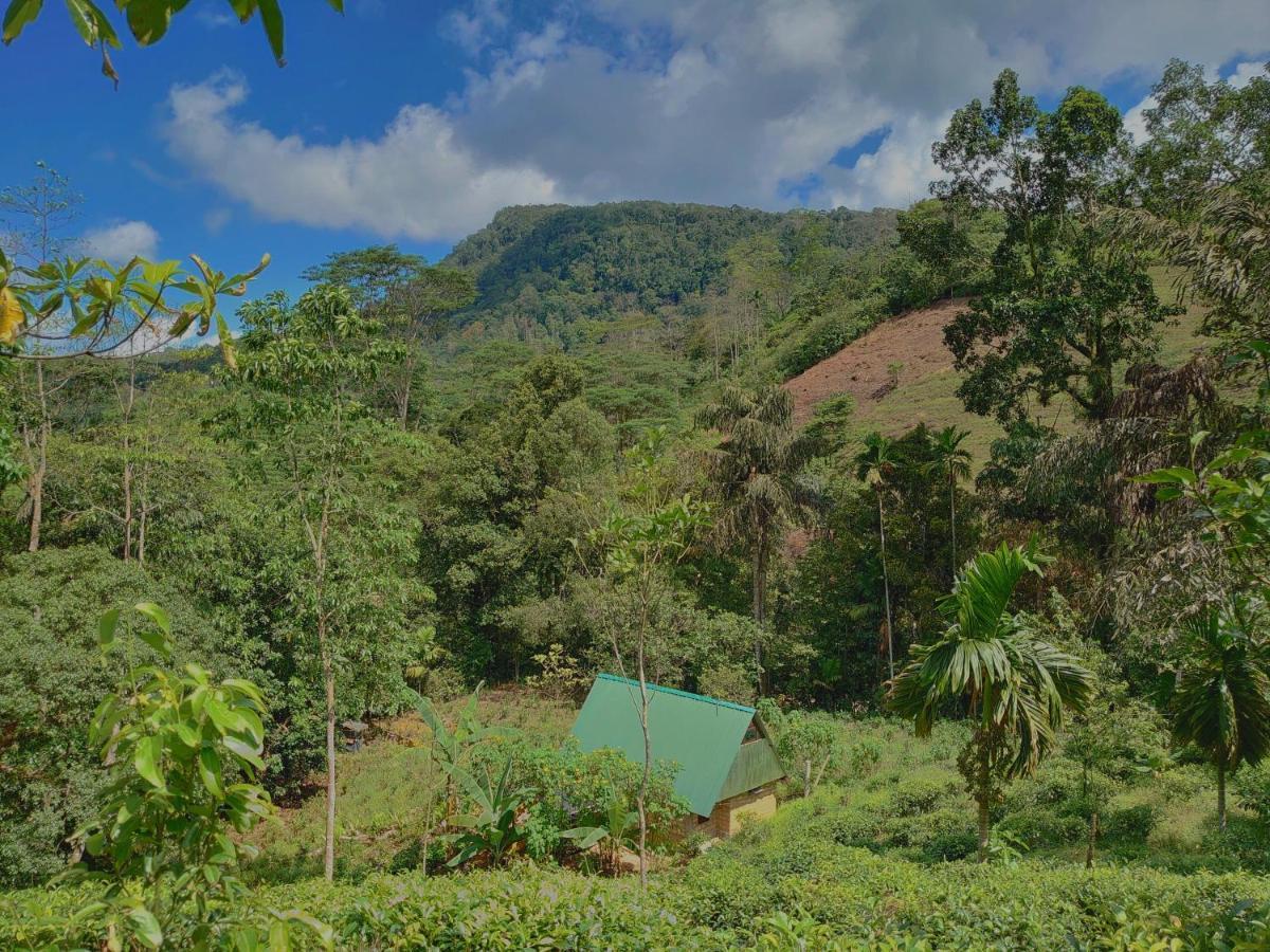 Rainforest Cabin Hotel Deniyaya Buitenkant foto