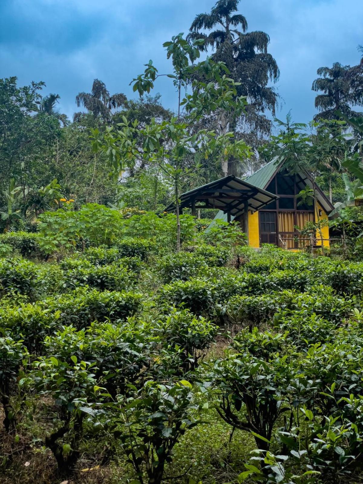 Rainforest Cabin Hotel Deniyaya Buitenkant foto