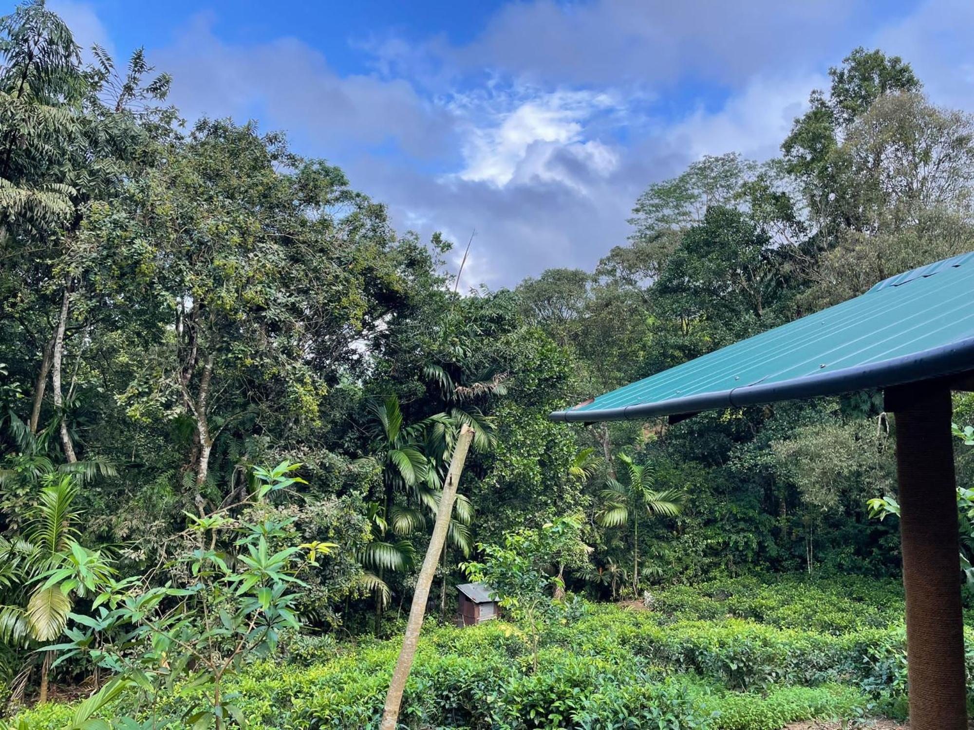 Rainforest Cabin Hotel Deniyaya Buitenkant foto