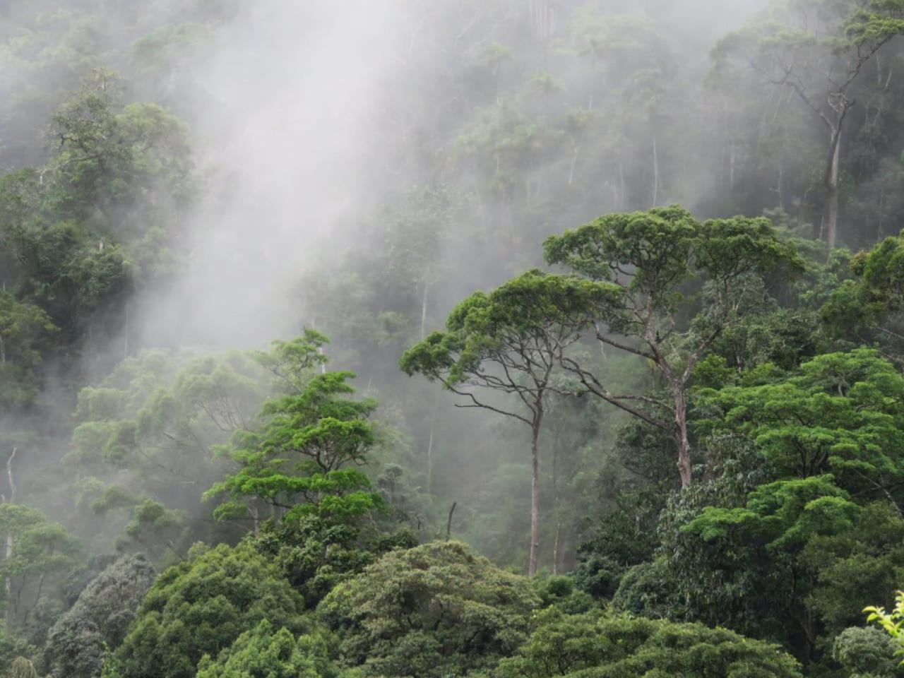 Rainforest Cabin Hotel Deniyaya Buitenkant foto